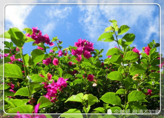 The correct way to water the flowers with beer water and rice water is to treat the flowers in this way so that the roots will not rot.