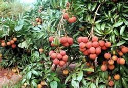 Five measures for re-grasping litchi after harvest