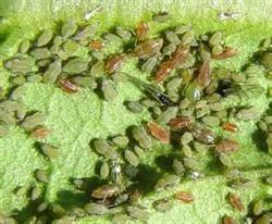 Parsley peach aphid