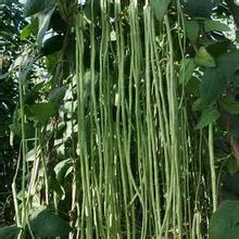 Planting beans to prevent 