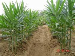 Cultivation techniques of Ginger softening