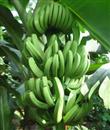 Planting techniques of Banana in Brazil