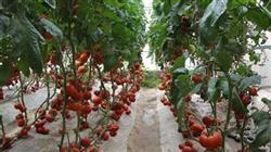 Planting over-summer tomato with 