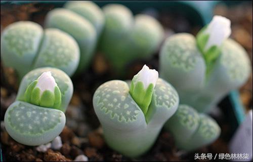 Here's the secret to how to make succulent plants big and fat.