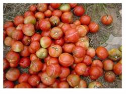 Coping techniques of Tomato Fruit cracking