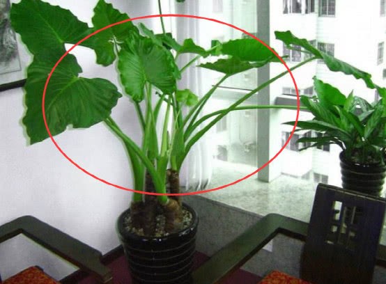 Never raise these plants at home, even if you only raise one pot, your health is getting worse and worse.