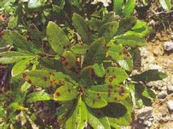 Main Diseases and Control methods of Waxberry