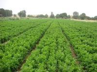 Three key points in the management of parsley in open field