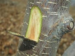 Protection against Frost injury of Pear trees in early Spring