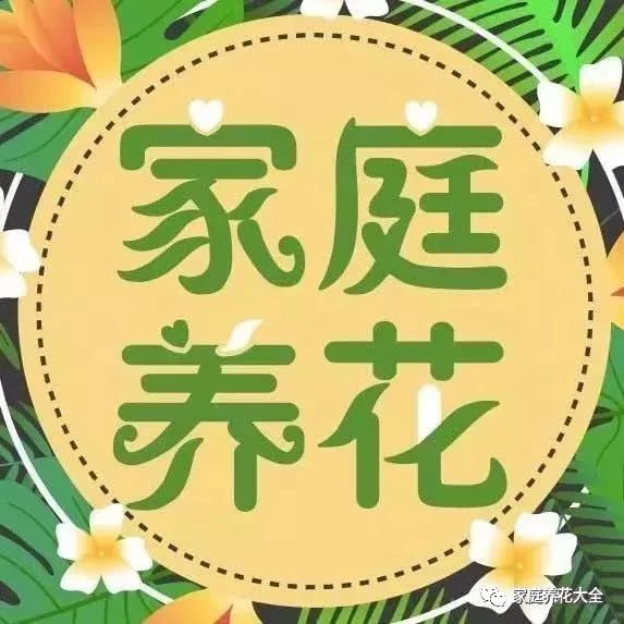 Seven kinds of flowers that are common to absorb formaldehyde put two pots in the house and change the oxygen bar right away. The house is healthy.