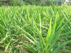 High-yield cultivation techniques of interplanting watermelon with ginger