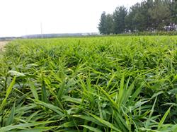 High-yield cultivation and management techniques of ginger