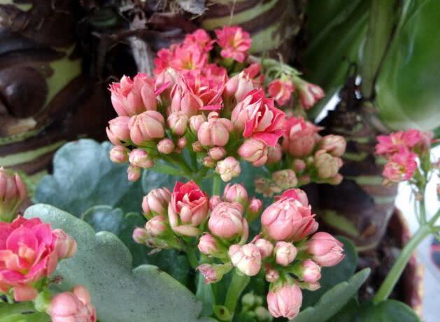 Miss Li raises longevity flowers just to add it. The basin is full of beautiful flowers.