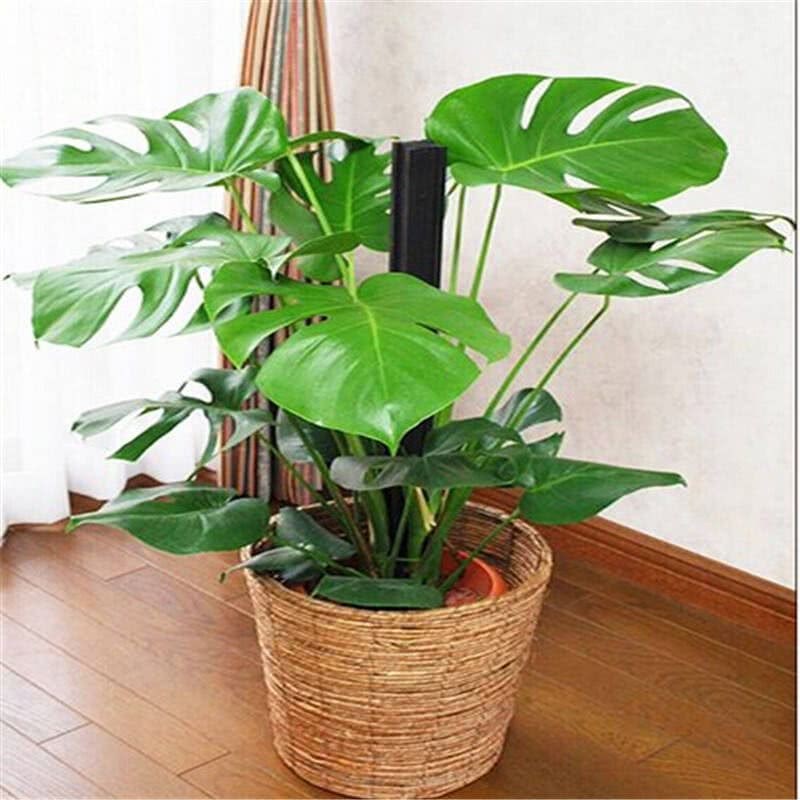 These tropical foliage plants are suitable for indoor maintenance and are super simple.