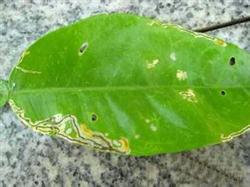 Control of diseases and insect pests in citrus in summer and autumn