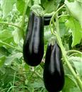 Early ripening cultivation techniques of eggplant in greenhouse