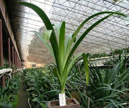 Accidentally knocked over the urinal and poured it into the flower pot of Clivia and grew 1 meter 8 long leaves