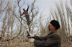 Improved trunk shape and simplified pruning of pear trees