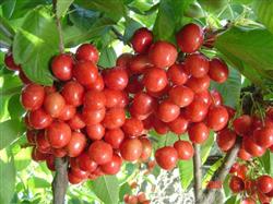 In what climate should western cherries be cultivated?