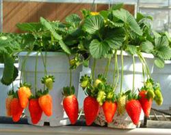 Pot cultivation technique of Strawberry