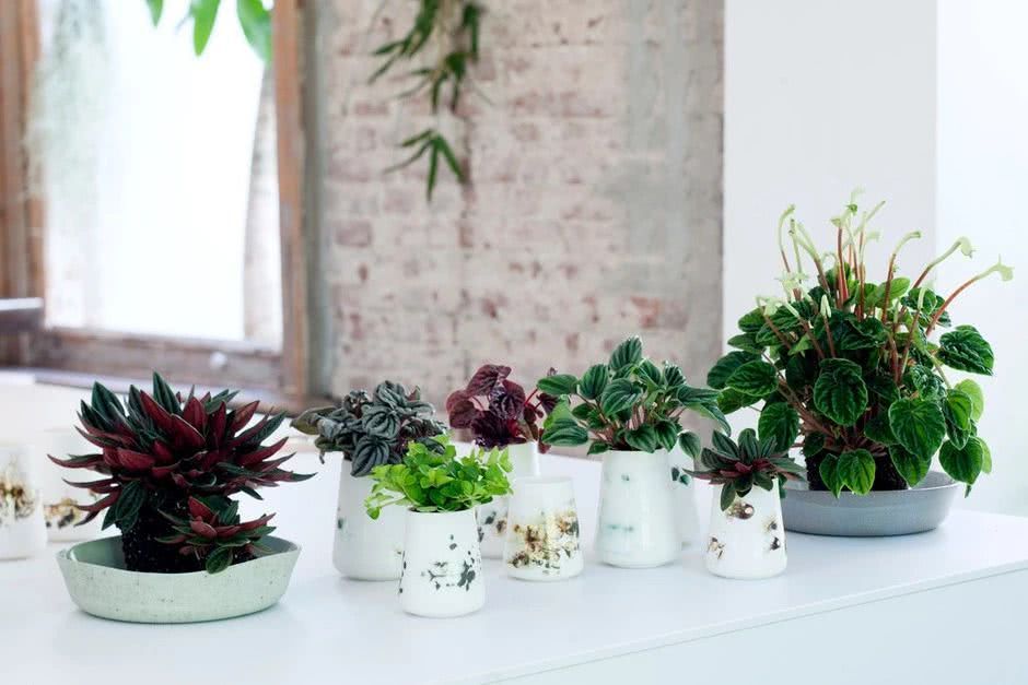 Five kinds of especially shade-tolerant potted plants can grow exuberantly on the table.