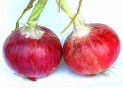 Varieties and classification of onions