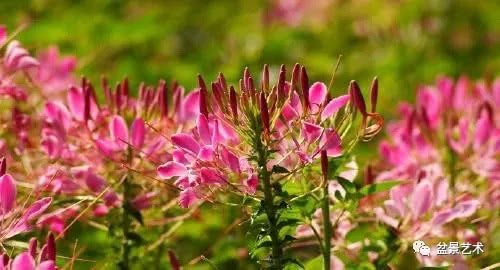 How to raise potted drunken butterfly flowers