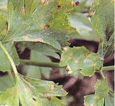 Control of celery late blight in greenhouse