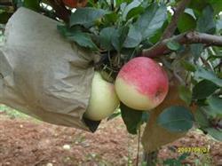 The time and method of Apple bagging