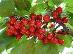 High-yield and efficient cultivation techniques of Sweet Cherry