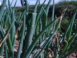 Main diseases of Welsh onion