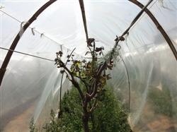 Three anti-freezing methods of planting grape in greenhouse