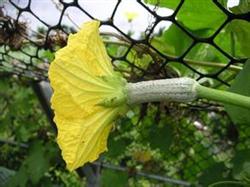 Key technical points of towel gourd thinning and beard removal