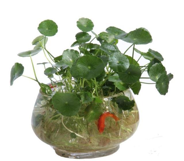 Green plants with high appearance in water culture can appreciate flowers, leaves and roots.