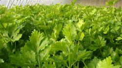 Softening cultivation technique of celery