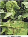 Prevention and comprehensive treatment of downy mildew in spinach