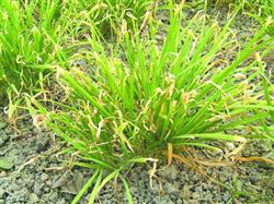 Diagnosis and Control of Botrytis cinerea in Chinese chives