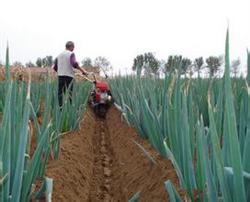 Several points for attention in cultivating soil with scallions