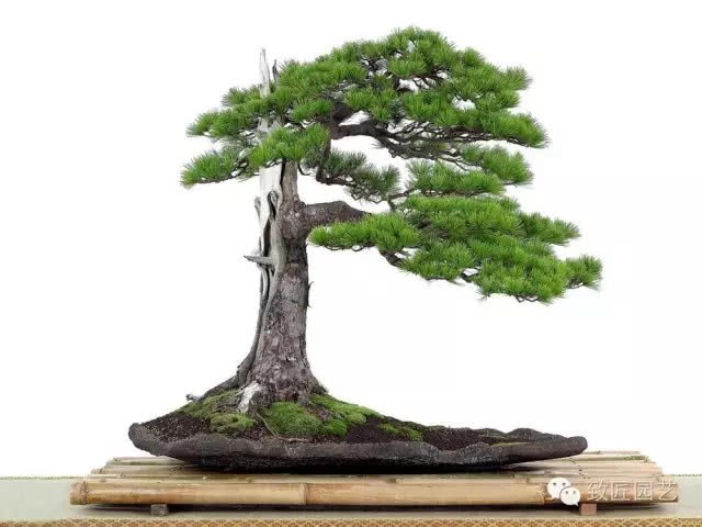 Freehand brushwork View of Chinese Bonsai Art