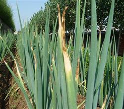 Fertilization techniques for High quality and High yield of Welsh Onion