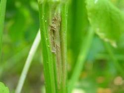 Causes of petiole cracking of celery and its control