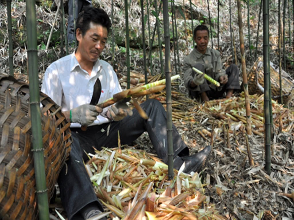 When we went into the mountain to pick bamboo shoots and met a strange uncle with short grass, we all stood aside obediently.