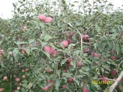 How to make young apple trees bear fruit early