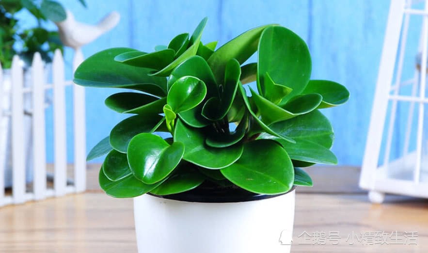 These seven kinds of plants are small, clean, fresh and easy to feed, which are very suitable for putting on the desk.