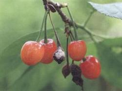 What pesticides are needed to control cherry diseases and insect pests