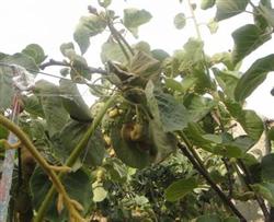 Beware of kiwifruit burning in high temperature