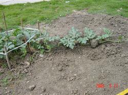 Technology of pressing vine and pruning of watermelon