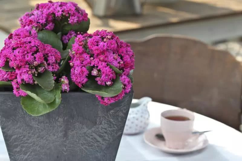 Plant these flowers at home in autumn. The house is full of brilliant flowers throughout the winter and spring.