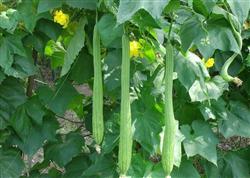 Explanation of main cultivation techniques of towel gourd