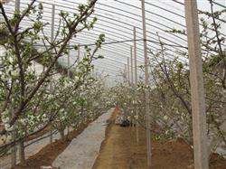 Culture technique of big cherry in greenhouse